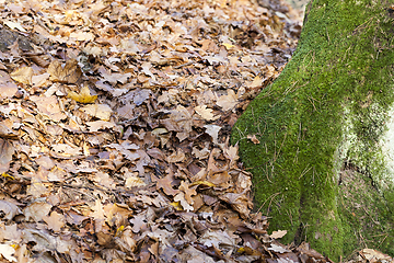 Image showing tree moss autumn