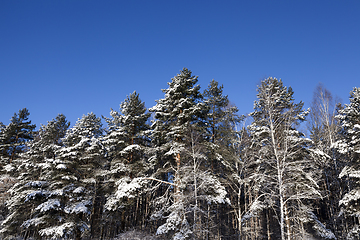 Image showing Frost in the trees