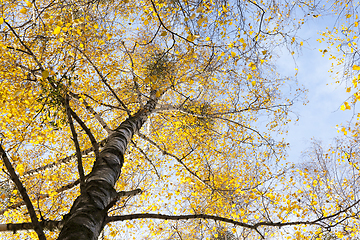 Image showing yellowed autumn