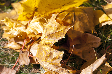 Image showing The fallen maple leaves