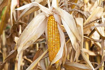 Image showing Mature corn