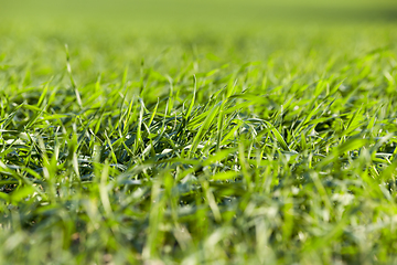 Image showing green grass