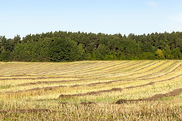 Image showing , rows of straw