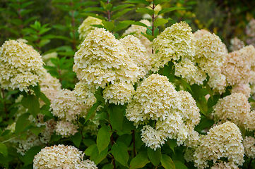 Image showing Beautiful Hydrangea flower