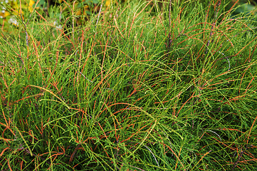 Image showing thuja occidentalis filiformis