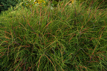 Image showing thuja occidentalis filiformis