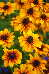 Image showing Field of yellow flowers of orange coneflower also called rudbeckia