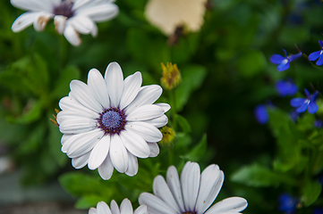 Image showing White chrysanthemums closeup