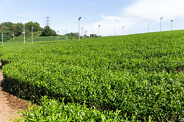 Image showing Fresh Tea Plantation