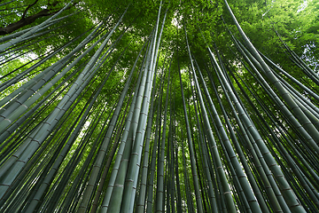 Image showing Bamboo forest