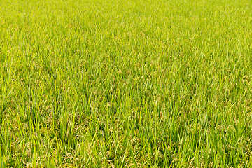 Image showing Rice field