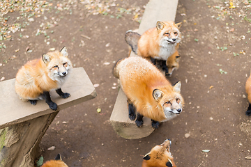 Image showing Fox looking for food