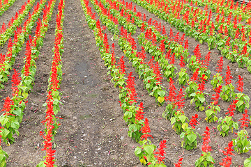 Image showing Salvia field in red