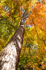 Image showing Maple tree in Autumn