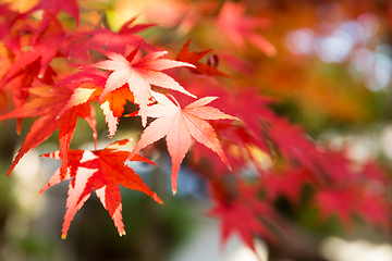 Image showing Red maple leaves