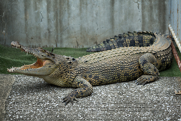 Image showing Crocodile open mouth