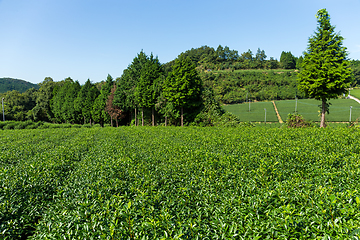 Image showing Tea garden