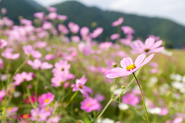 Image showing Pink flowers cosmos bloom