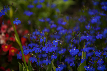 Image showing Purple dayflower flowers commelina