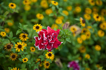 Image showing Field of yellow flowers of orange coneflower also called rudbeckia