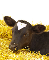 Image showing calv on straw