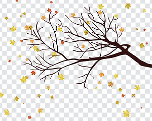 Image showing Maple leaves on transparency grid