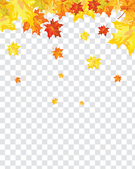 Image showing Maple leaves on transparency grid