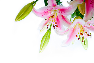 Image showing lily flowers corner frame