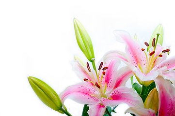 Image showing pink lily flower bouquet