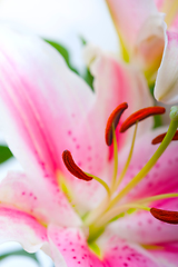 Image showing pink lily flower bouquet
