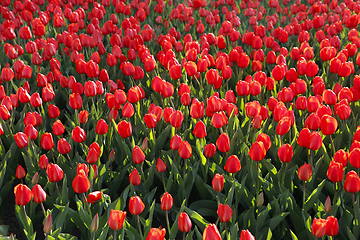 Image showing Beautiful red tulips, bright nature background