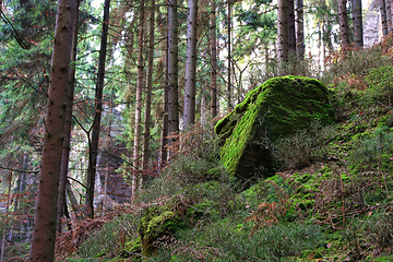 Image showing Mossy stone and rocks in forest, Bohemian Paradise, Czech Republ