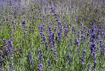 Image showing Beautiful blooming lavender in sunny day, close-up nature backgr