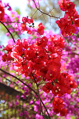 Image showing Beautiful bougainvillea flowers