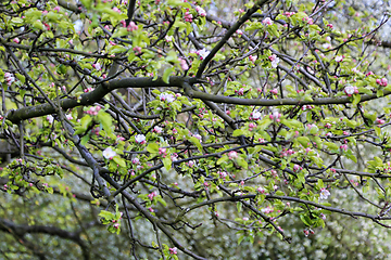 Image showing Branches of spring blooming tree 