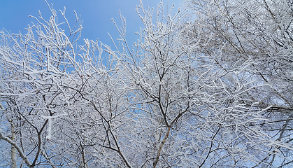 Image showing Beautiful branches of trees covered with snow