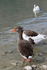 Image showing Geese on a lake background