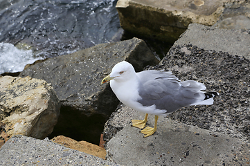 Image showing Seagull standing on the sea shore