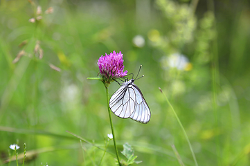 Image showing Beautiful butterfly on a pink clover