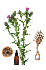 Image showing Milk Thistle Natural Herb for Herbal Plant Medicine 