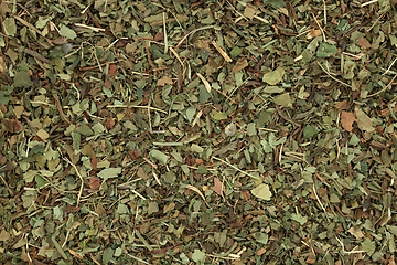 Image showing Lungwort Herb Leaf Background