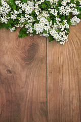 Image showing Spring Hawthorn Blossom Background Border 