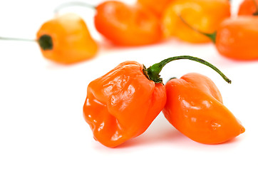 Image showing Habanero Peppers