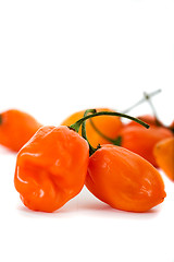 Image showing Habanero Chili Peppers