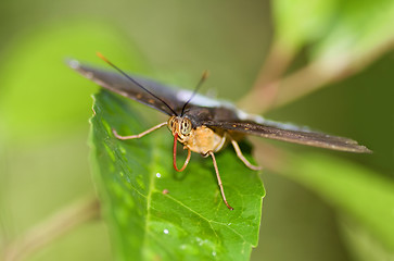 Image showing Mr Butterfly