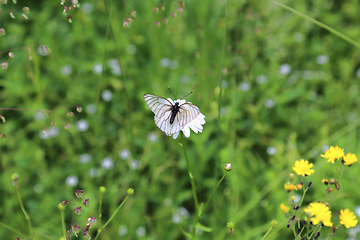 Image showing Beautiful white butterfly sitting on a flower