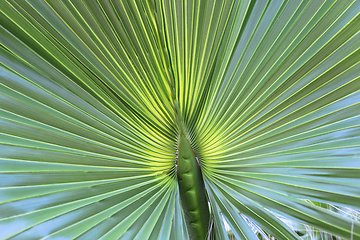 Image showing Large palm leaf, closeup natural background