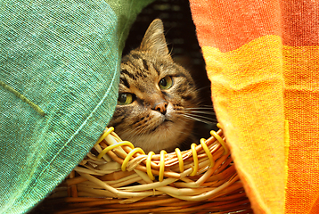 Image showing Cute cat watching from her hiding place