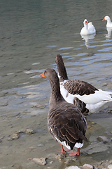 Image showing Cute geese on a lake