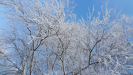 Image showing Beautiful branches of trees covered with snow 